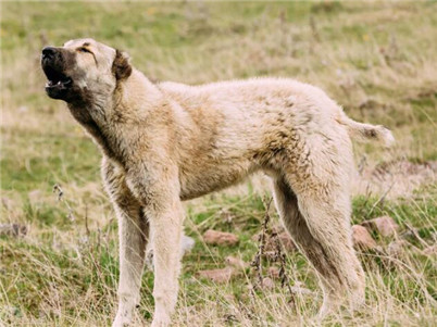 中亚牧羊犬训练方法视频大全,如何训练中亚牧羊犬的胆子