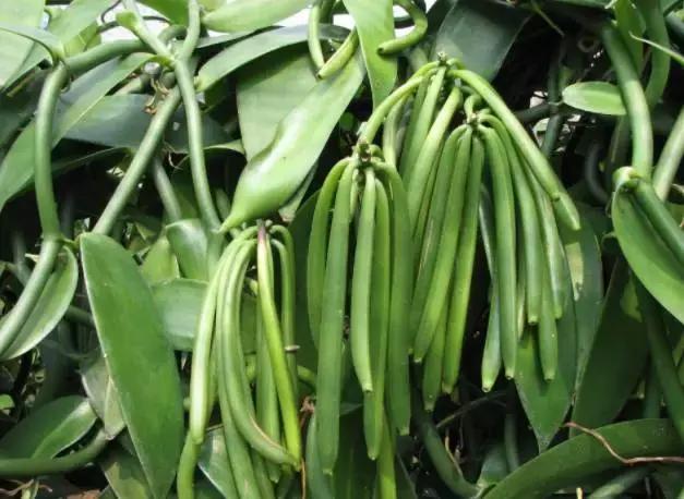 1000多天才能开花的天然香料，为什么在甜品中会被误会成脏东西？