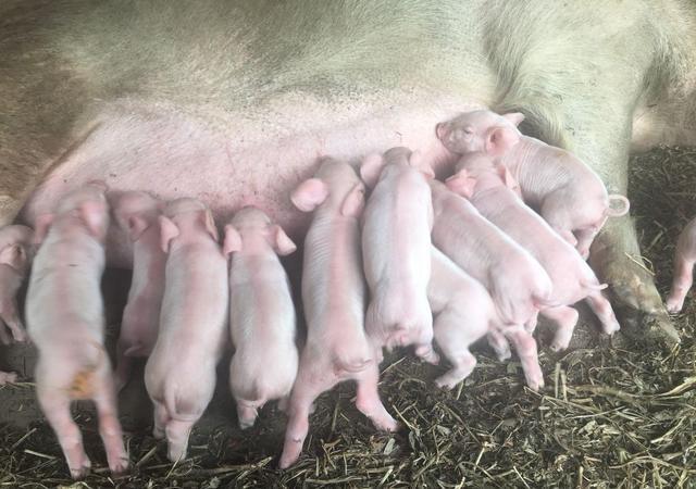 小猪拉稀该怎么办呢,小猪拉稀怎么办不用药最快止泻