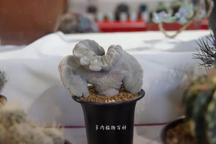 公认最美4种多肉植物图片,2014年上海多肉植物展图片