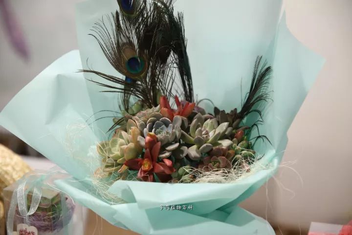 公认最美4种多肉植物图片,2014年上海多肉植物展图片