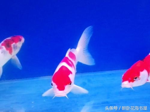 冬季锦鲤喂食的正确方法,冬季池塘锦鲤鱼如何过冬