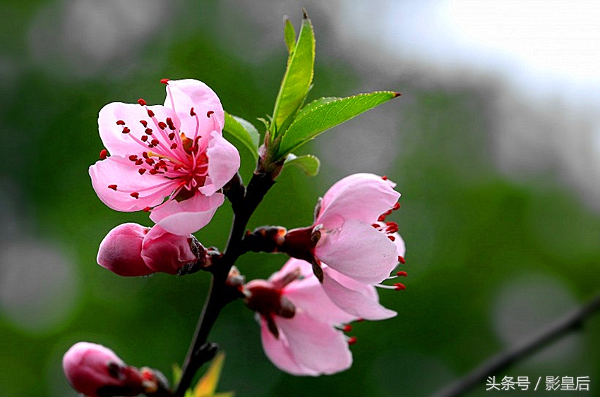 三生三世十里桃花诗,三生三世十里桃花帝君