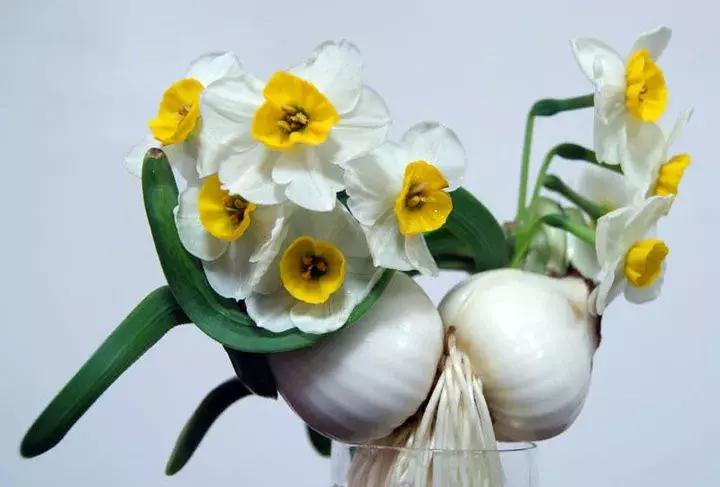 水仙花的造型艺术图片,水仙花的花语传说与诗词鉴赏