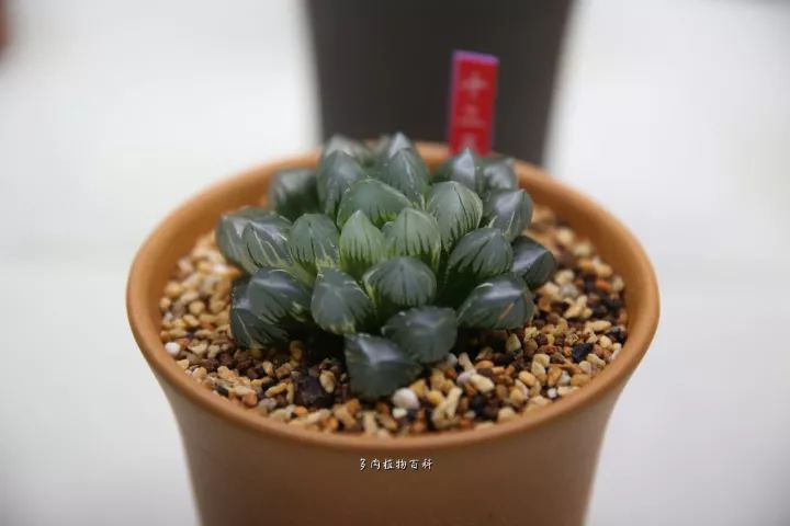 公认最美4种多肉植物图片,2014年上海多肉植物展图片