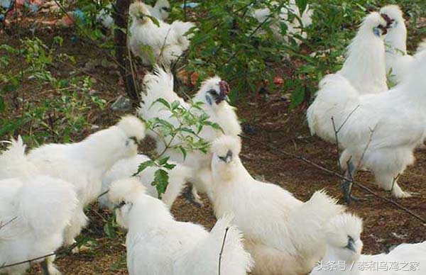 乌鸡生病怎么办,乌鸡养殖预防程序