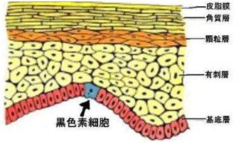 痣总是掉皮,痣发黑不规则