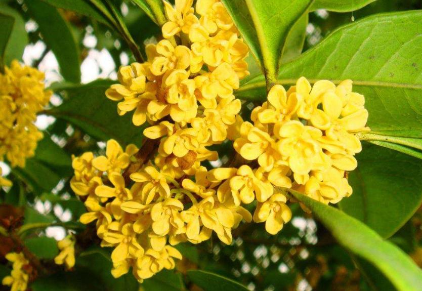 红楼梦与普洱茶,红楼梦木樨清露怎么做