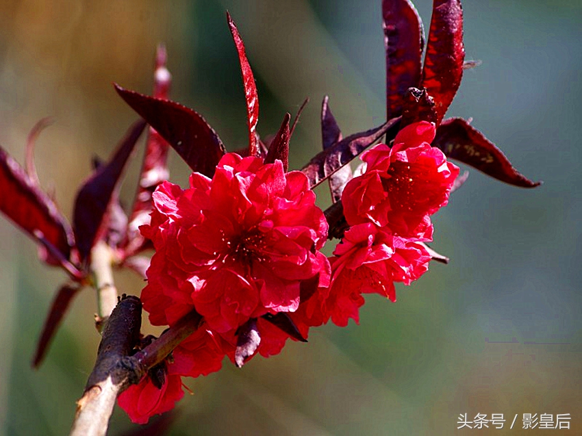 三生三世十里桃花诗,三生三世十里桃花帝君