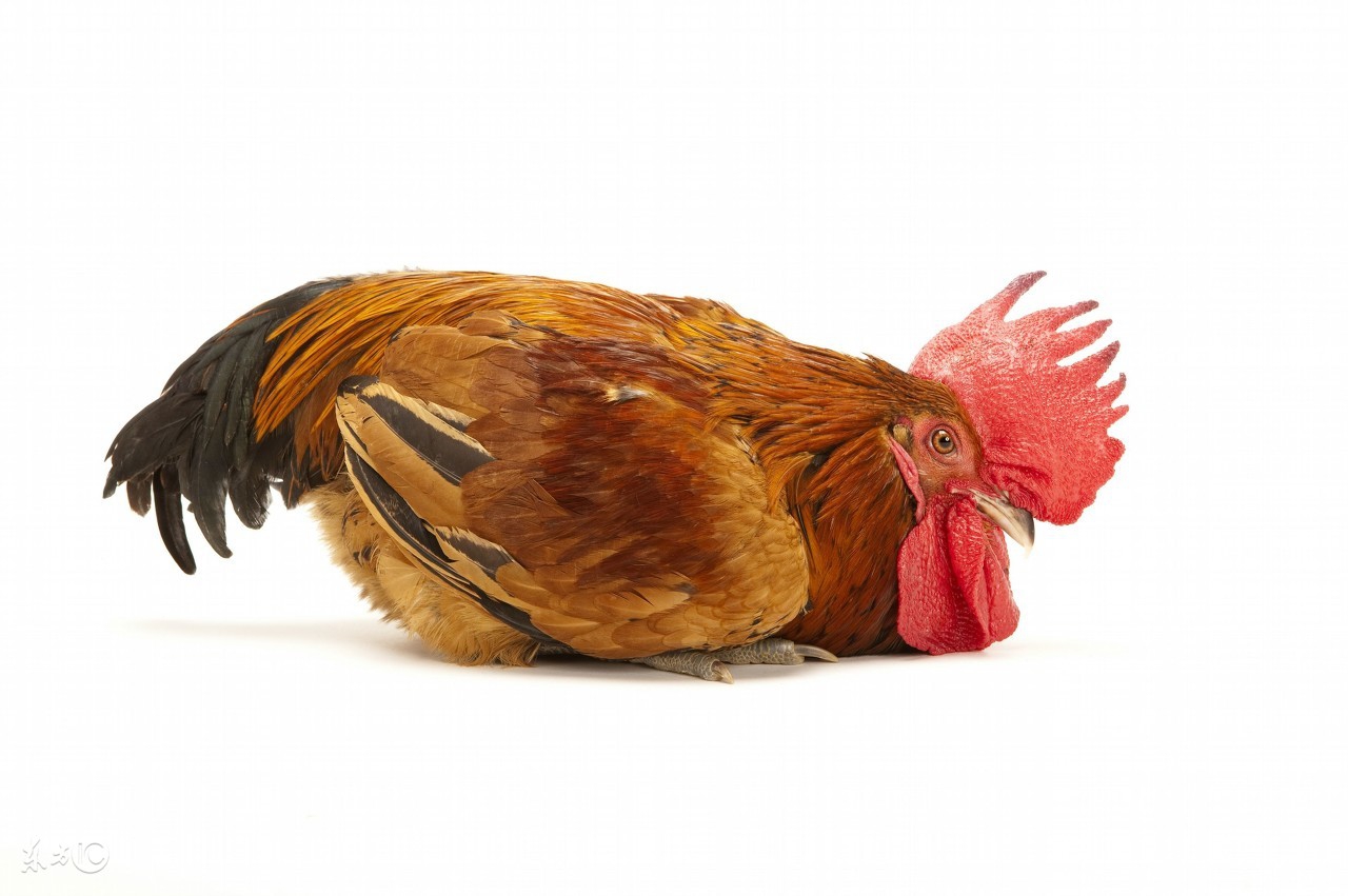 淘汰鸡到底是什么,淘汰鸡是什么鸡呀