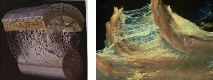 足底肌筋膜放松手法,肌筋膜全套讲解视频