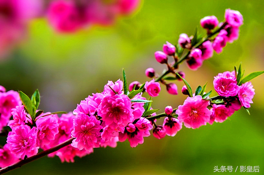 三生三世十里桃花诗,三生三世十里桃花帝君