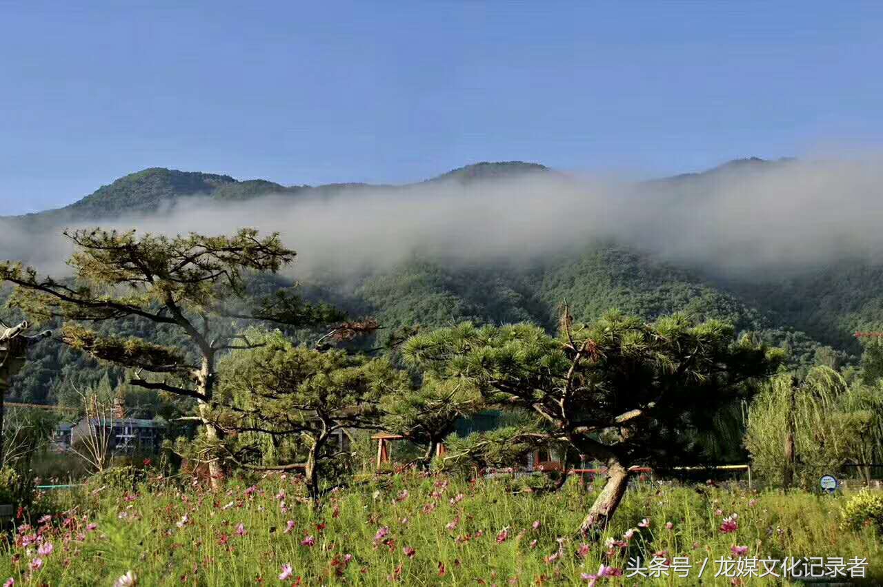 陕西黄龙绿皮核桃,延安市黄龙核桃