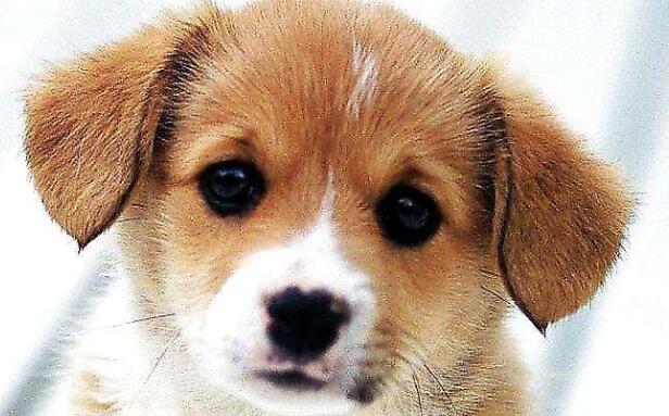 狗狗肠炎用庆大霉素还是蒙脱石散,狗狗肠炎拉血最快的治疗方法