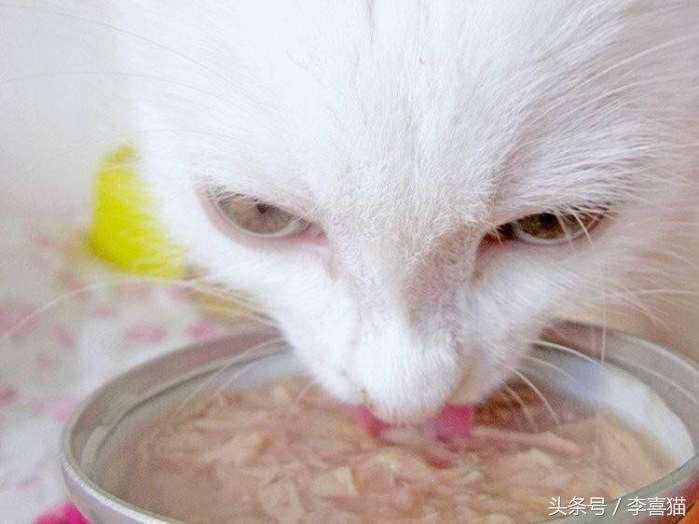 猫咪罐头怎么吃最正确,什么样的猫咪罐头比较好