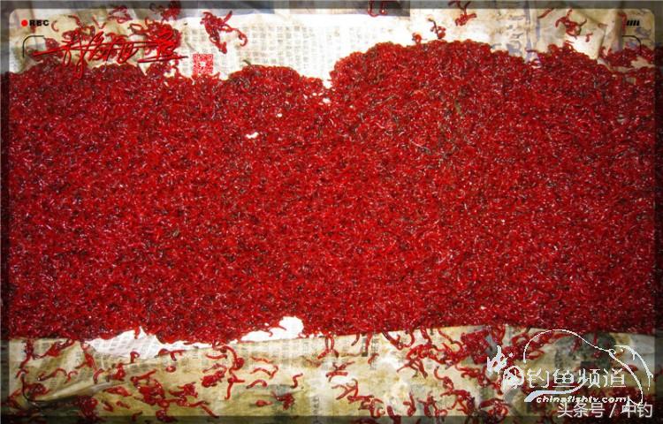 朋友相聚钓罗非,好友们相约一起钓鱼视频