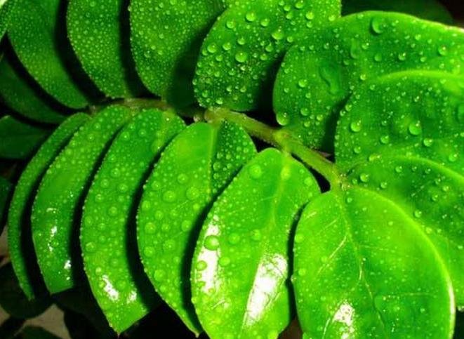 养花技巧:美观又有好寓意的摇钱树,老花匠告诉你如何养殖