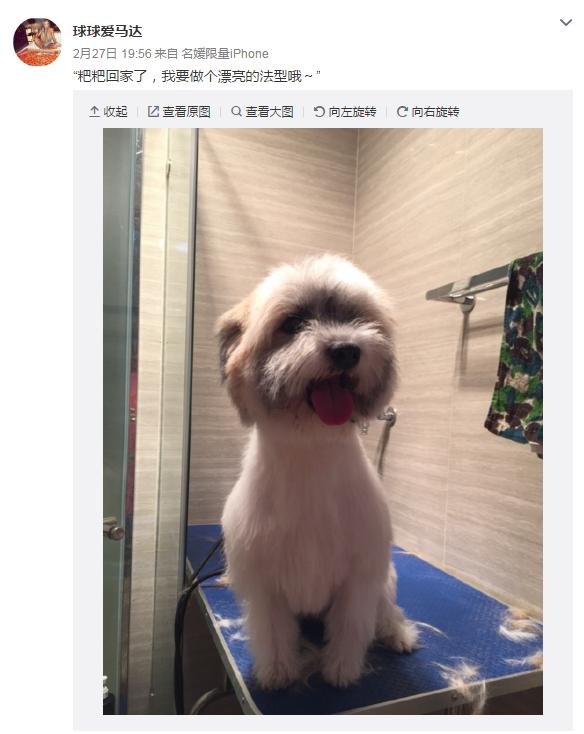 云养宠物可爱,云养宠物出现的原因