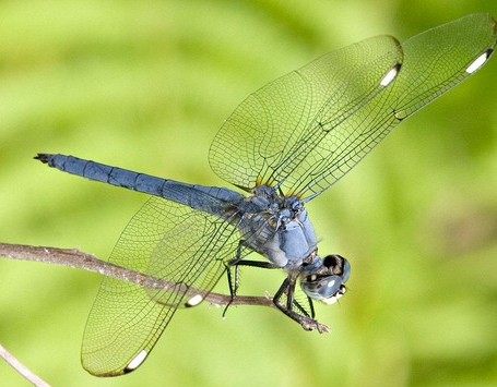 蜻和蜓的区分方法,蜻蜓的蜻和蜓怎么区分