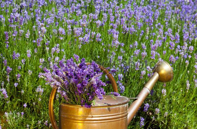 盆栽薰衣草养护技巧与方法图片,薰衣草盆栽的简单养法图片