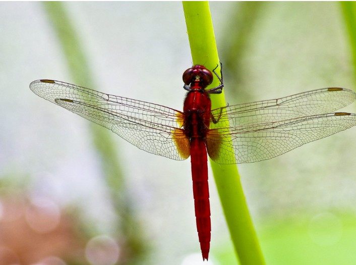 蜻和蜓的区分方法,蜻蜓的蜻和蜓怎么区分