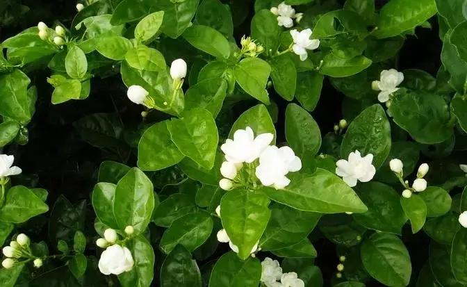 十大最香花卉,十大流行花卉排行榜