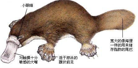 身体残缺的动物,新一代萌物鸭嘴兽