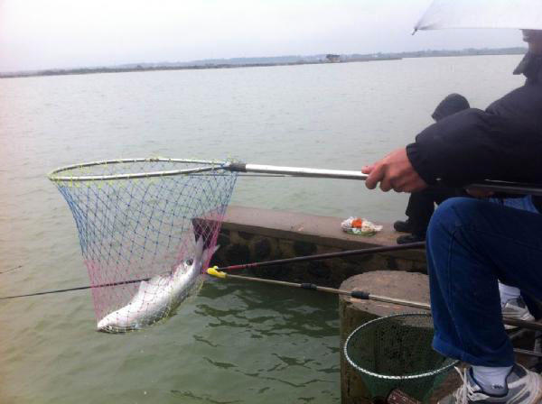 湛江钓水面乌头,湛江雷州钓乌头