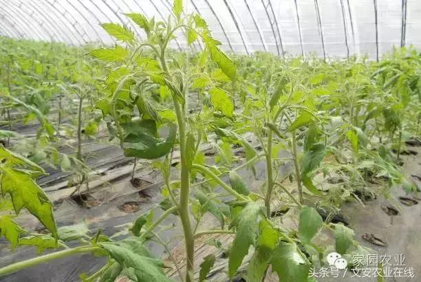 番茄坐果不好怎么办,番茄授粉率低怎么办