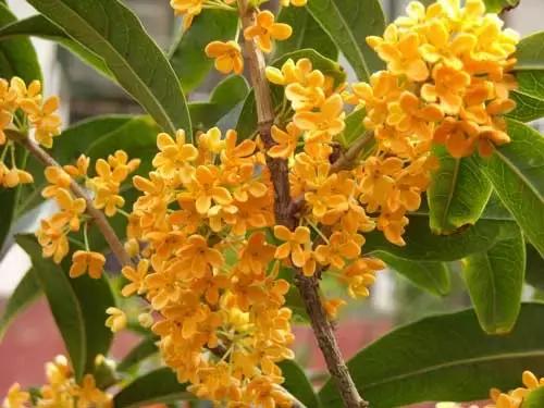 十大最香花卉,十大流行花卉排行榜