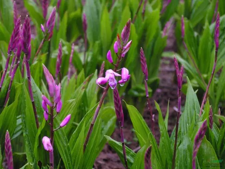 白芨的防病过程,白芨种植用药配方