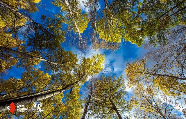 这部轻氧纪录片太震撼《了不起的匠人》之后又一匠心巨制