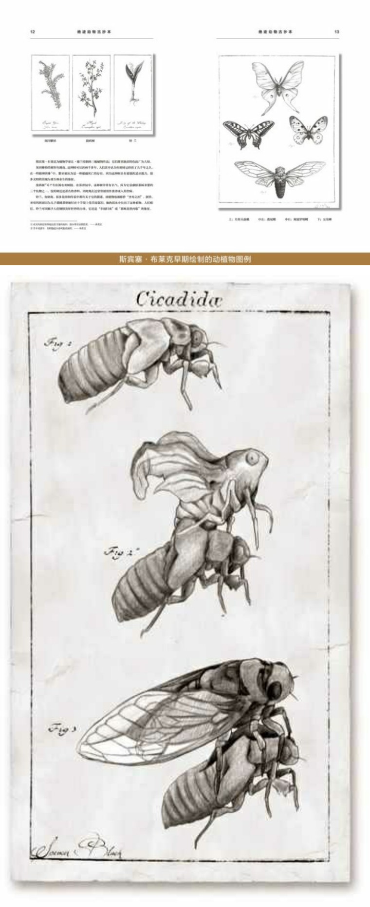 关于解剖美人鱼的电影解说,解剖美人鱼成功视频