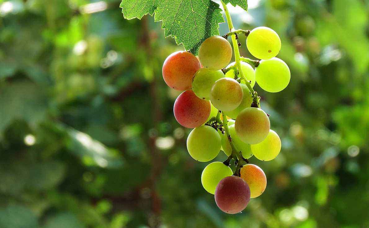 美国人在日本吃了串13000元人民币的葡萄，中国人表示看了心疼