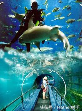 太平洋海洋馆和北京海洋馆哪个好,北京海洋馆和上海海昌海洋馆