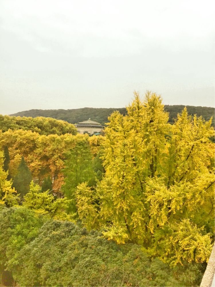 十大最美校园深圳大学,探访最美大学武汉大学