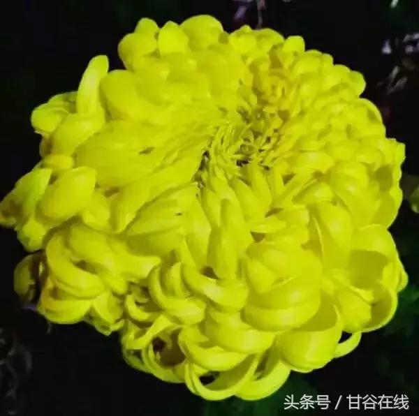 甘谷人王根祥,甘谷王根祥