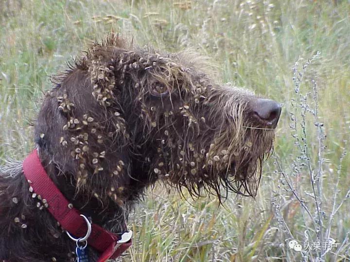 植物传播种子的方法有哪些二年级,植物的果实和种子传播方式有哪些