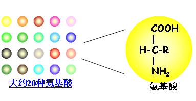 各种氨基酸之间的区别在于什么,氨基酸你知道是什么吗