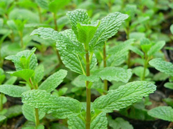 鼻炎流鼻涕中医辨证,经常流鼻涕解决小妙招