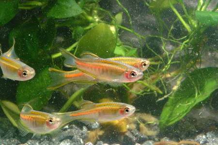 小型热带斑马鱼能在店里养吗,热带斑马鱼对水温要求