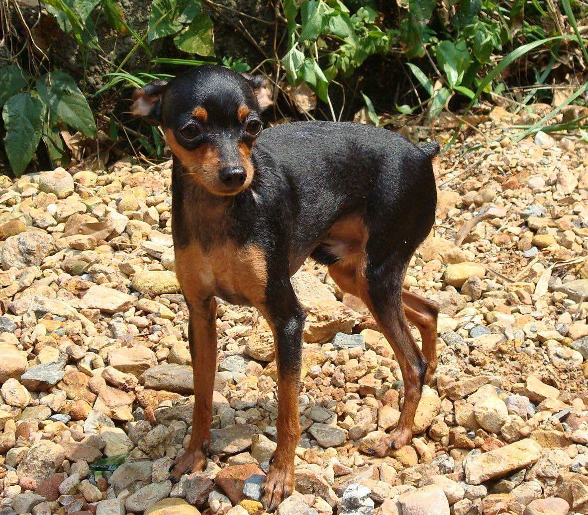 狗狗品种大全及图,狗狗品种大全价格