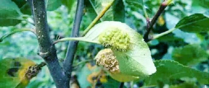 苹果树叶上的羊胡子锈病怎样防治,苹果树叶背面长绒毛怎么治