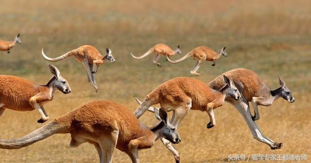 澳式英语常用语,史上最全英语拼读