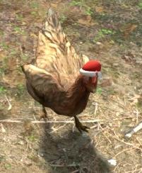 csgo最令人崩溃的鸡,csgo进入瓶颈期谁都打不过