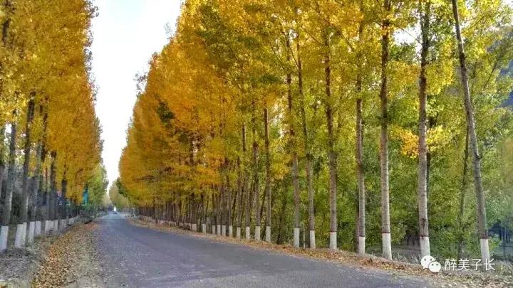 路边的白杨树歌曲,偶遇路边白杨树文案