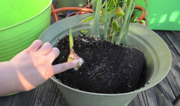 姜种植盆栽方法,姜种植方法盆栽