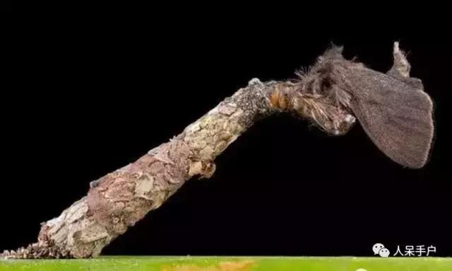 幺蛾子介绍,蛾子的宝宝