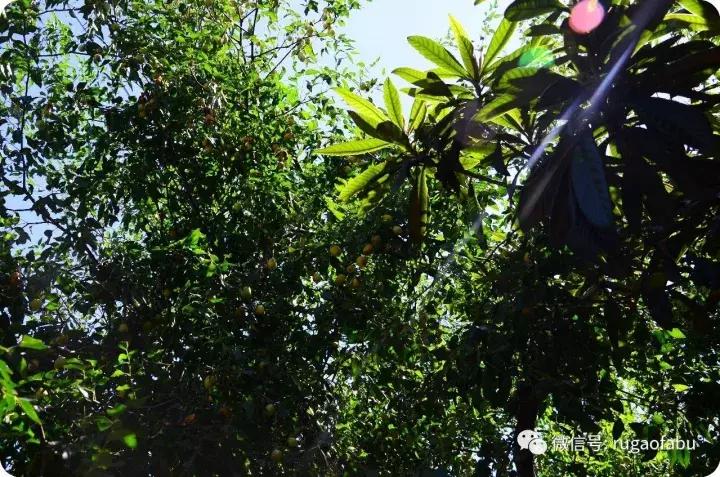 中国宜居长寿城市,美丽的如皋长寿之乡