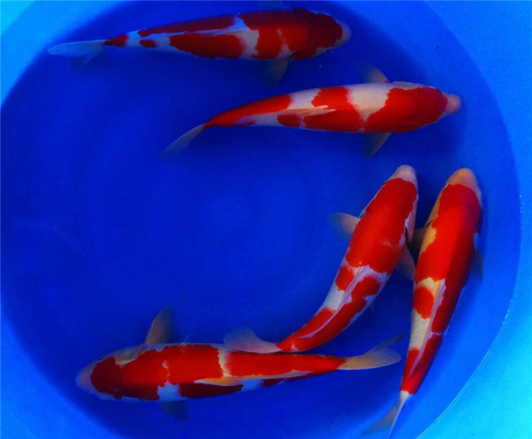 锦鲤怕冷吗冬天会死吗,锦鲤怕冷吧